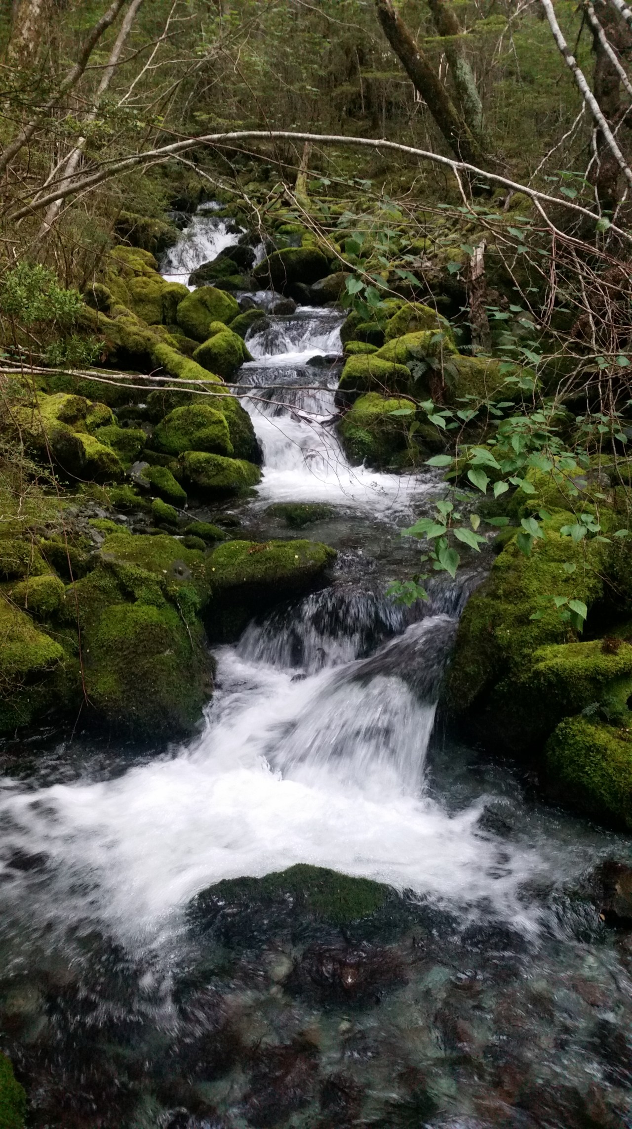 Day 14: Greenstone Hut to Lake&nbsp;Wakatipu
