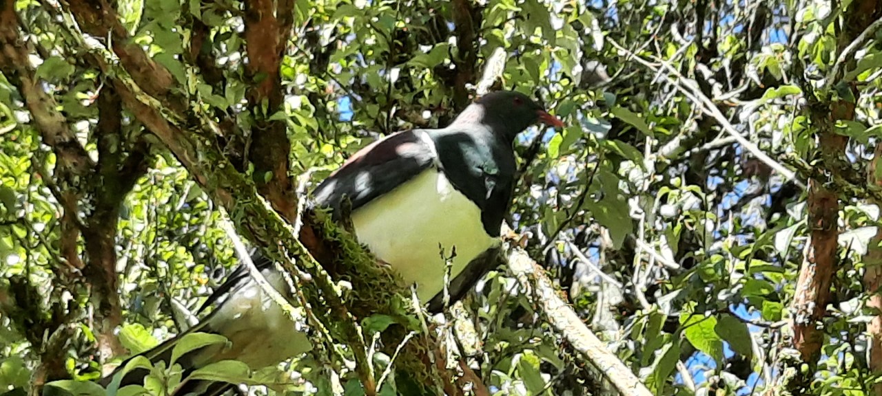 Mangaokewa to Pureora